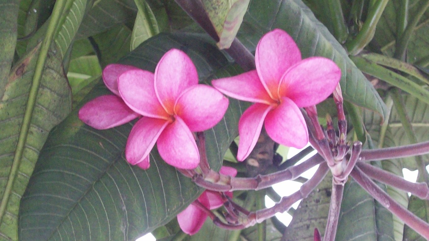 56_pink frangipani_USM_20100518_100_1527B2_tobagojo@gmail.com_1366w_768h